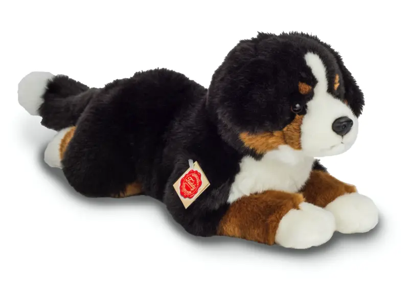 Berner Sennenhund liegend