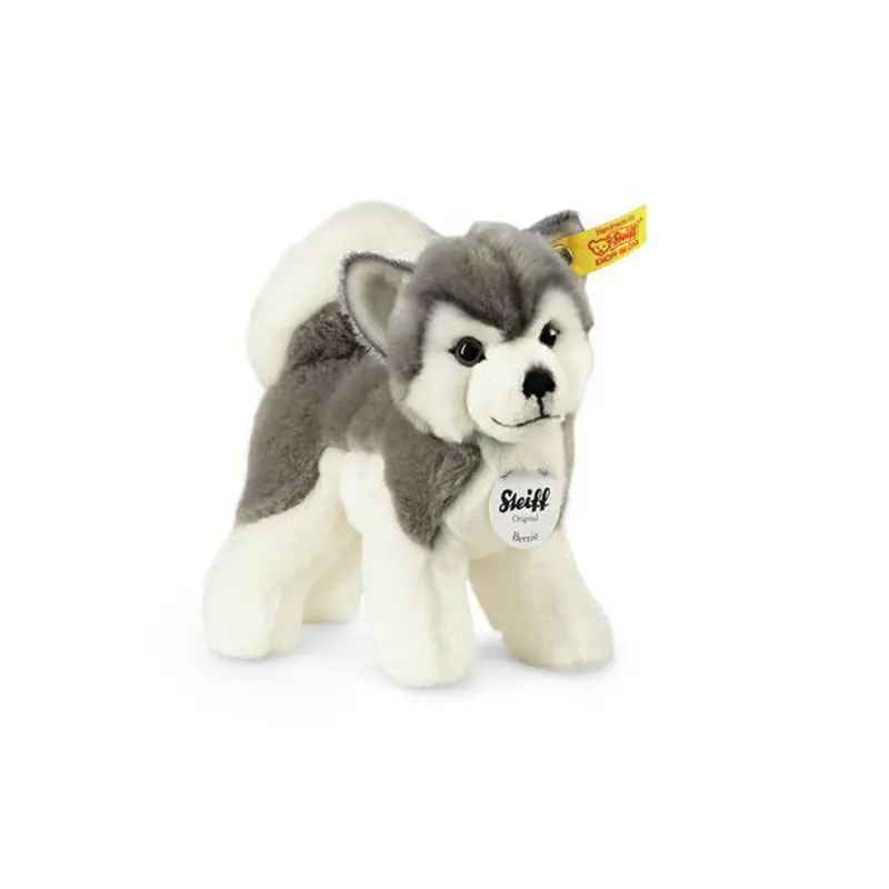 Husky Bernie