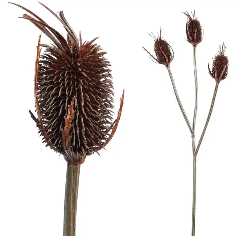 Kunstzweig – Braune Banksia, Dreifache Blüten, Strukturierte Oberfläche | PTMD
