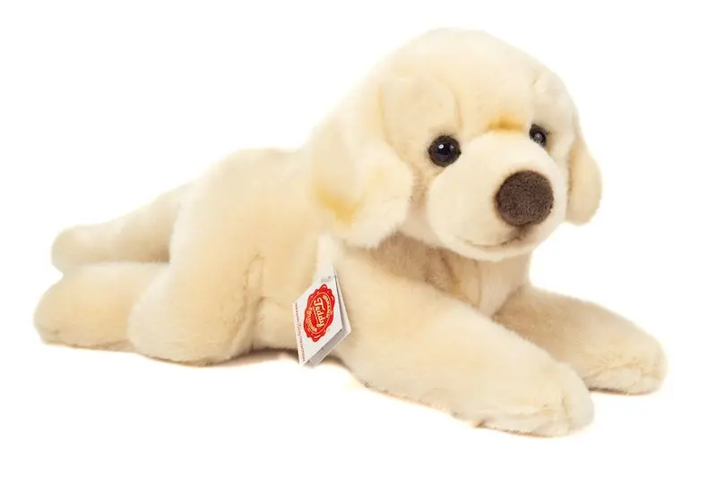 Labrador liegend